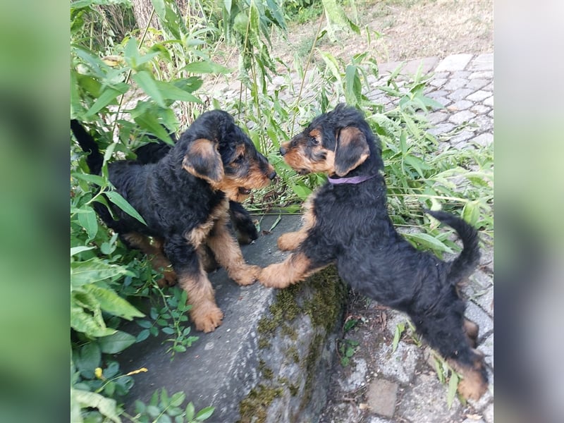 Airedale Terrier  VDH/KfT von seriösem Züchter