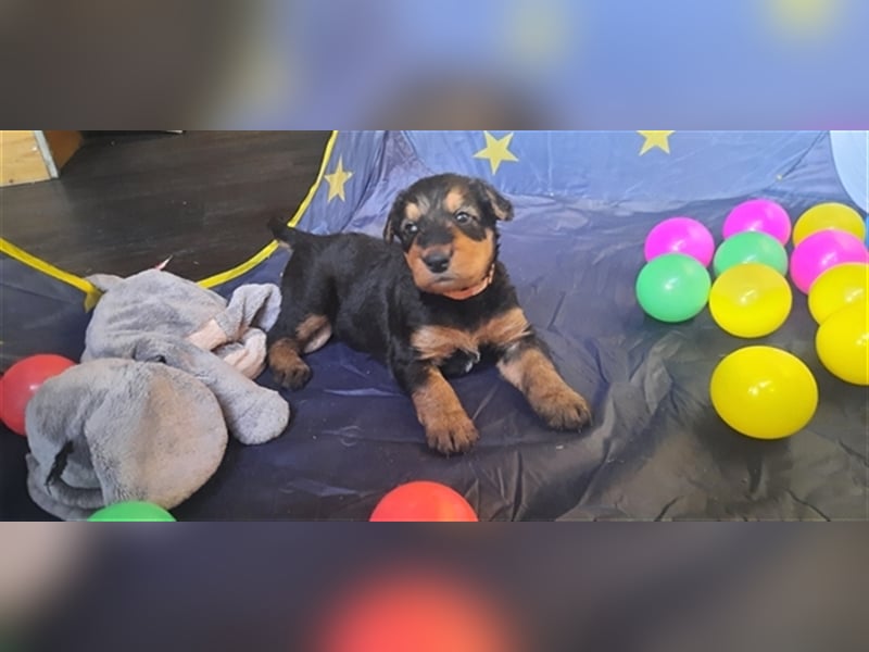 Reinrassige Airedale Terrier Welpen