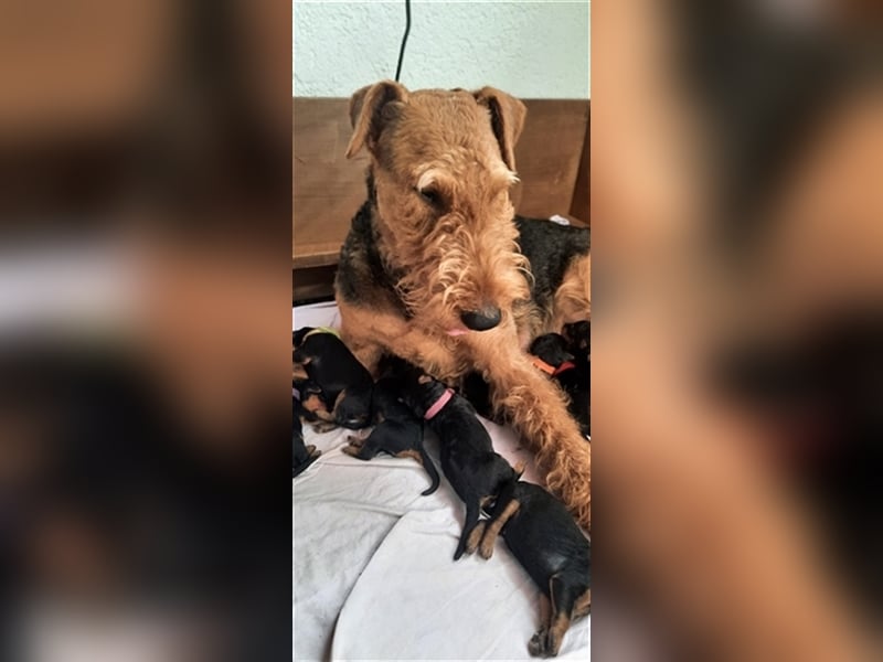 Reinrassige Airedale Terrier Welpen