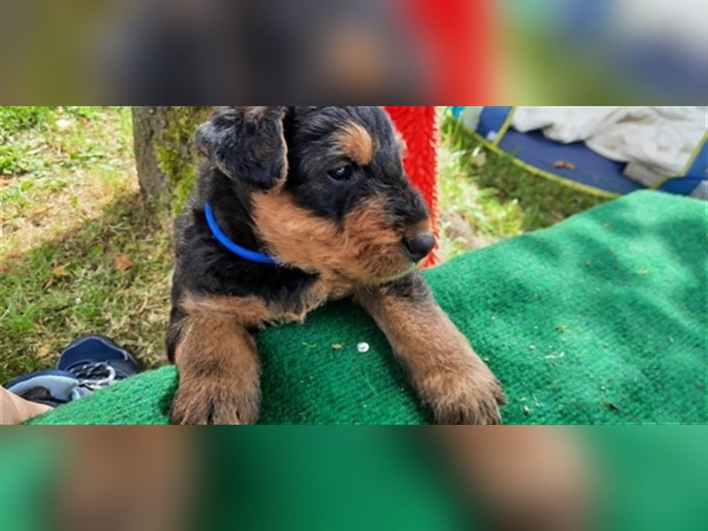 Reinrassige Airedale Terrier Welpen