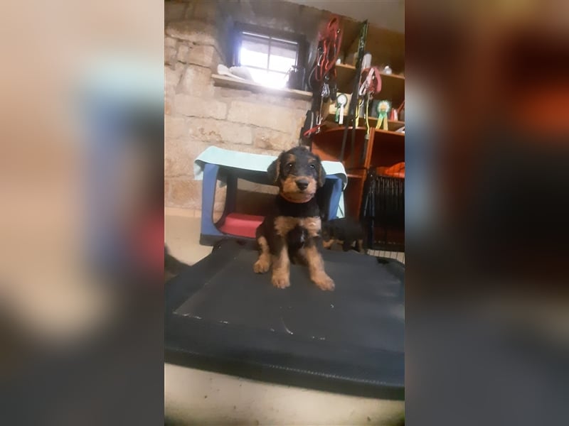 Airedale Terrier Welpen