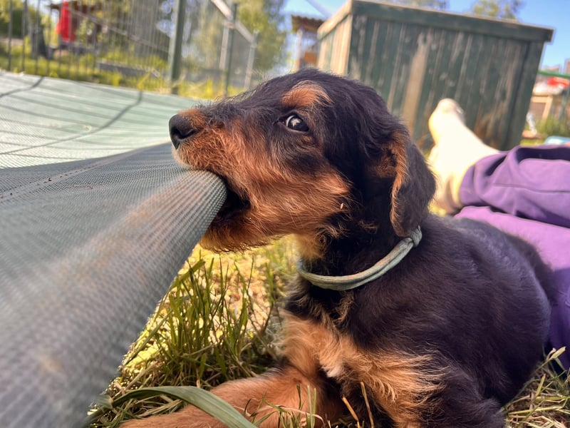 Airedale Terrier Zwerge sind noch auf der Suche