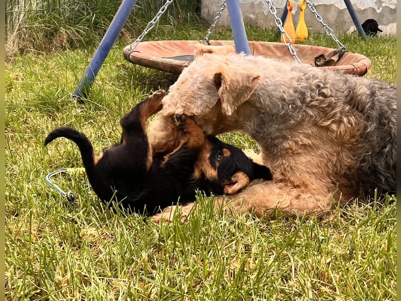 Airedale Terrier Zwerge sind noch auf der Suche