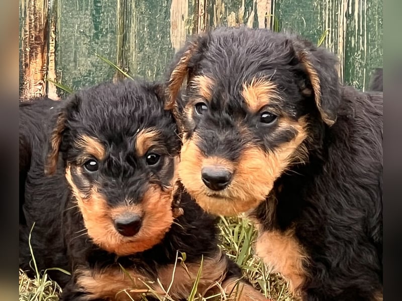 Airedale Terrier Zwerge sind noch auf der Suche
