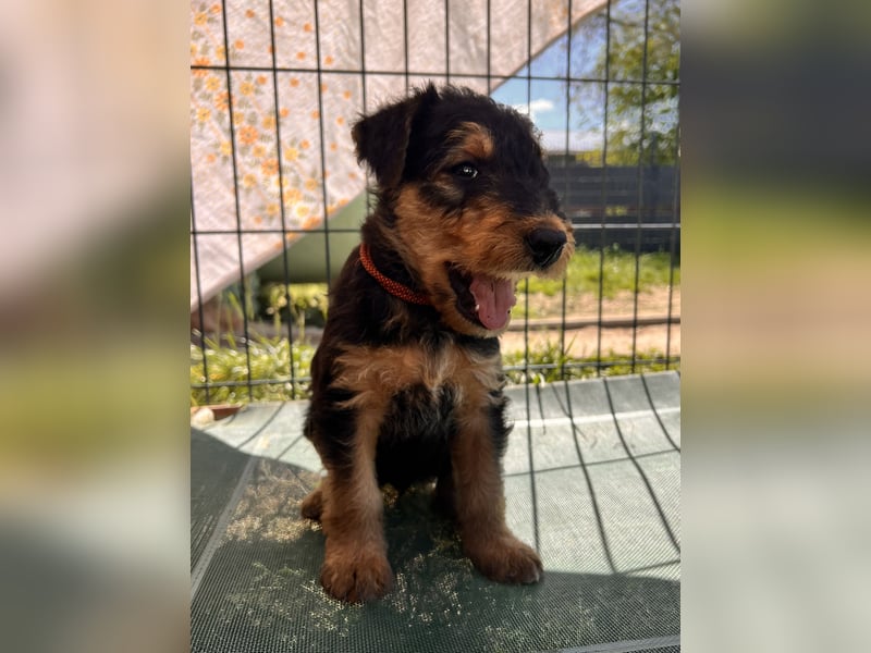 Airedale Terrier Zwerge sind noch auf der Suche