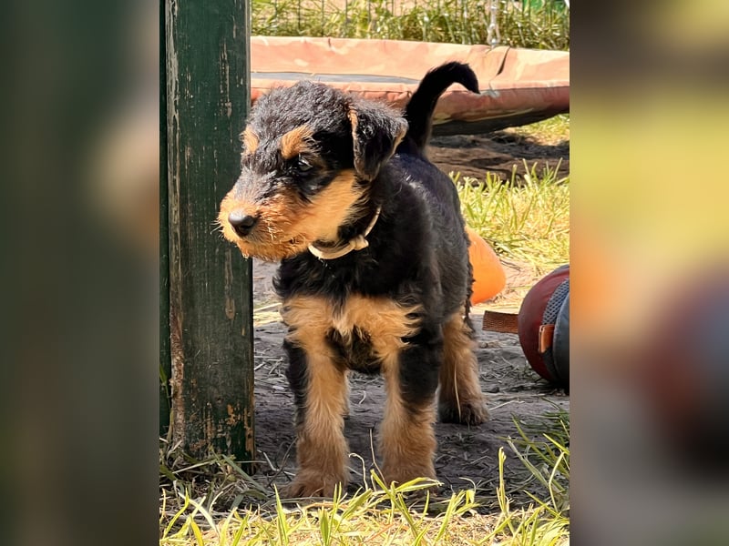 Airedale Terrier Zwerge sind noch auf der Suche
