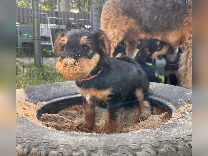 Airedale Terrier Zwerge sind noch auf der Suche