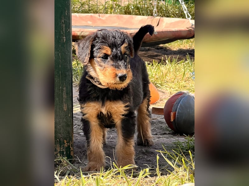 Airedale Terrier Zwerge sind noch auf der Suche