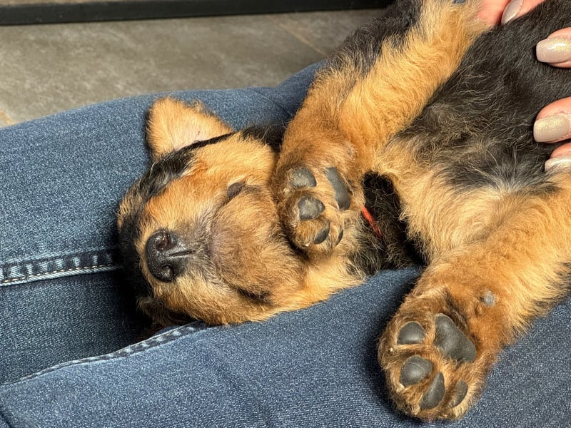 Airedale Terrier Zwerge sind noch auf der Suche