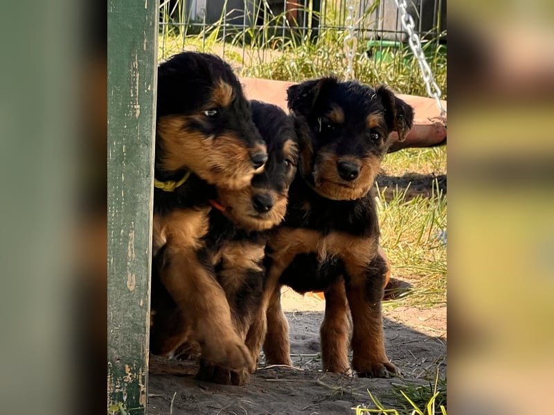 Airedale Terrier Zwerge sind noch auf der Suche