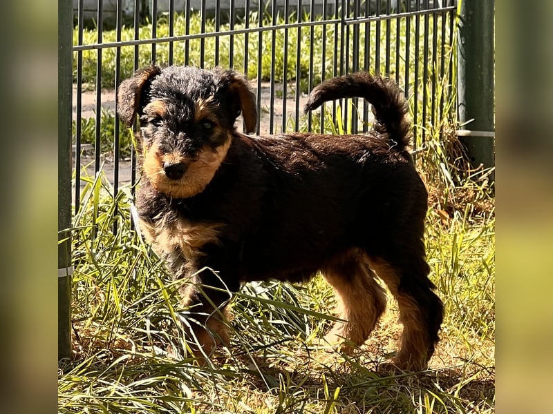 Airedale Terrier Zwerge sind noch auf der Suche
