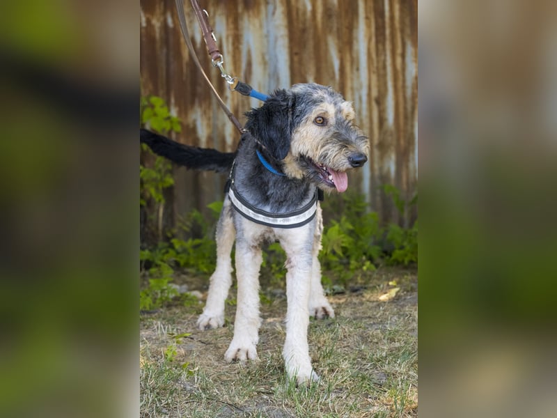 Boomer-SI, junger Hund sucht aktive Familie