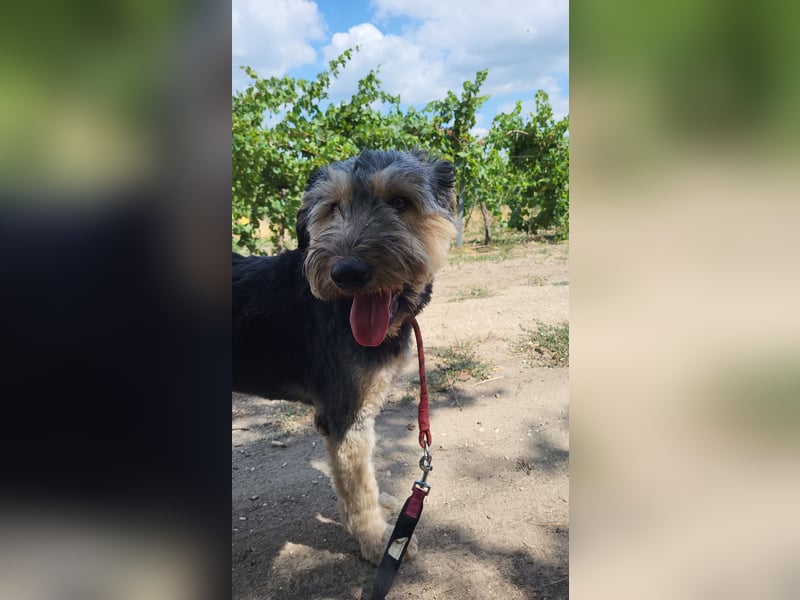 Boomer-SI, junger Hund sucht aktive Familie