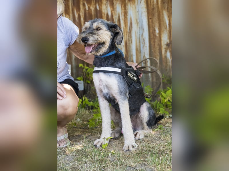 Boomer-SI, junger Hund sucht aktive Familie