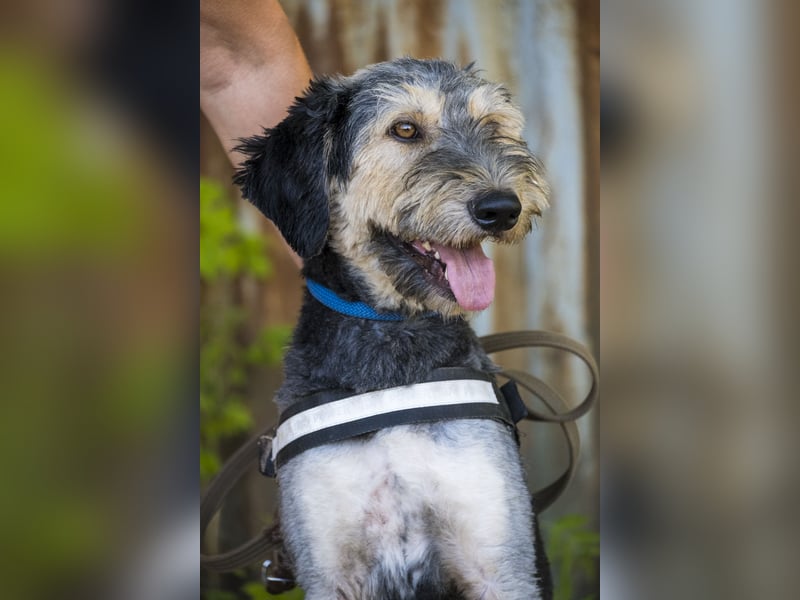 Boomer-SI, junger Hund sucht aktive Familie