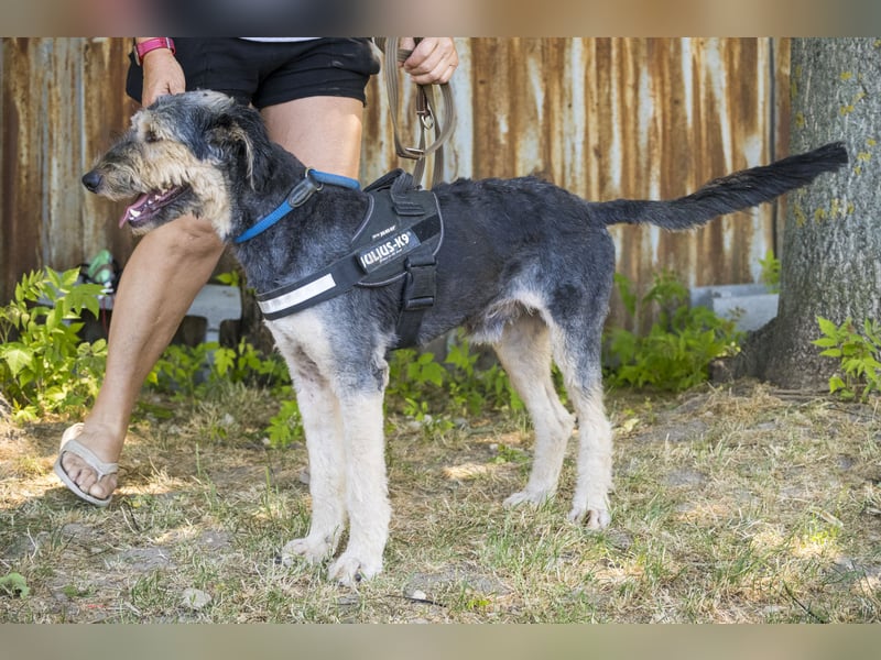 Boomer-SI, junger Hund sucht aktive Familie