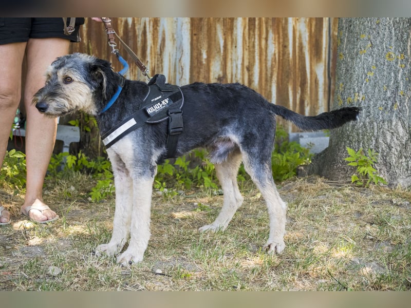 Boomer-SI, junger Hund sucht aktive Familie