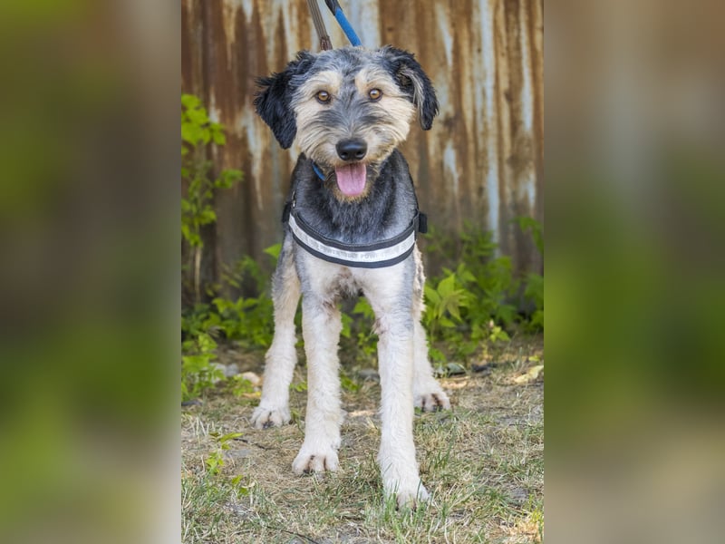 Boomer-SI, junger Hund sucht aktive Familie