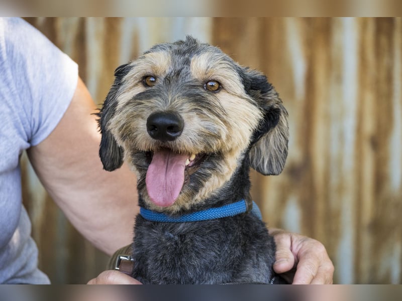 Boomer-SI, junger Hund sucht aktive Familie