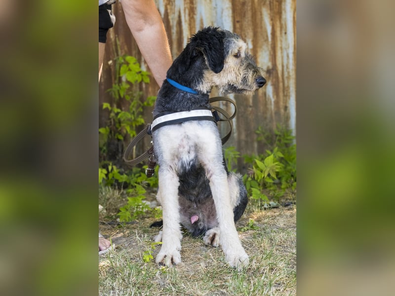Boomer-SI, junger Hund sucht aktive Familie