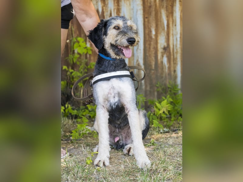 Boomer-SI, junger Hund sucht aktive Familie