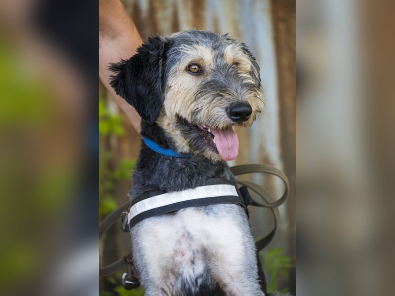 Boomer-SI, junger Hund sucht aktive Familie