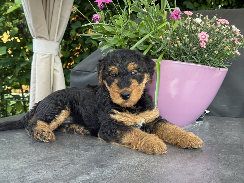 Airedale Welpen vom Uranusfels