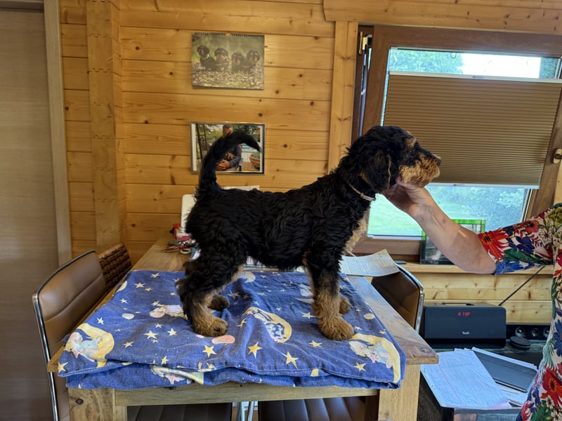 Airedale Welpen vom Uranusfels