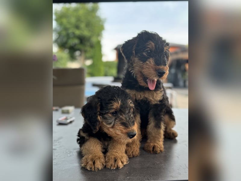 Airedale Welpen vom Uranusfels