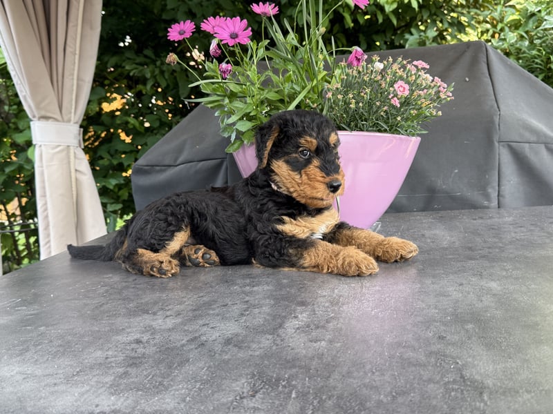 Airedale Welpen vom Uranusfels