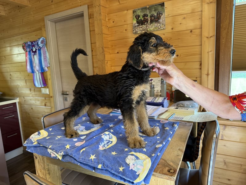 Airedale Welpen vom Uranusfels
