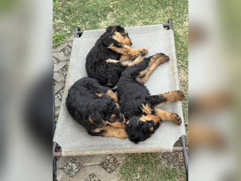 Airedale Welpen vom Uranusfels