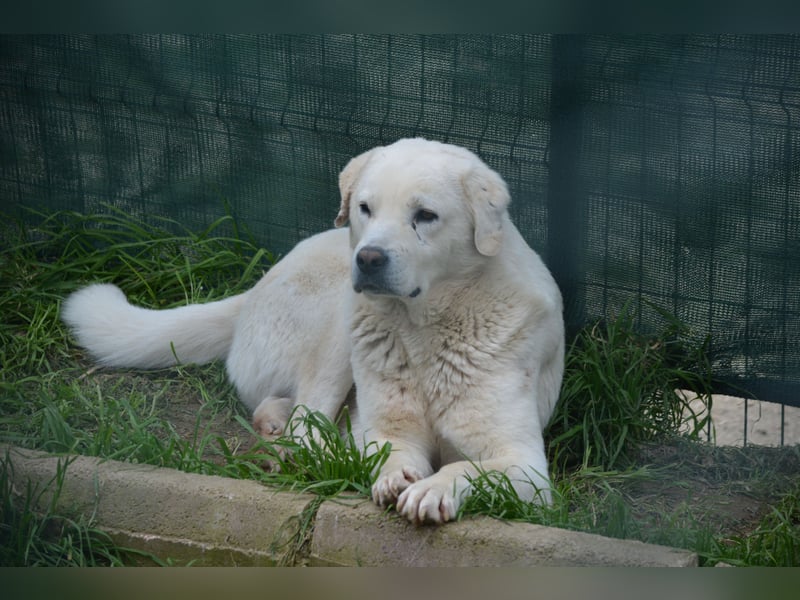 Odin, ca. 2021 geboren