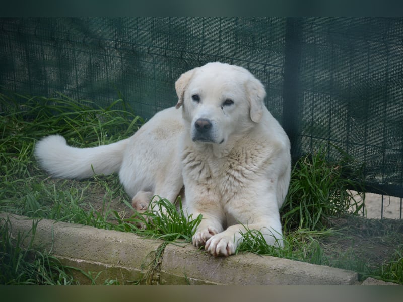 Odin, ca. 2021 geboren