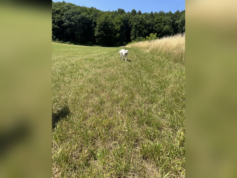 Welpen Akbas Schäferhund