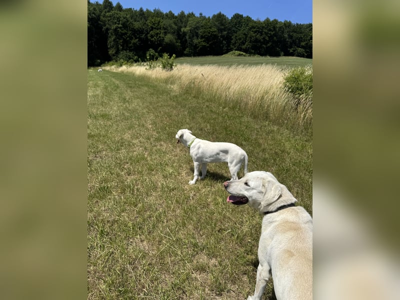 Welpen Akbas Schäferhund