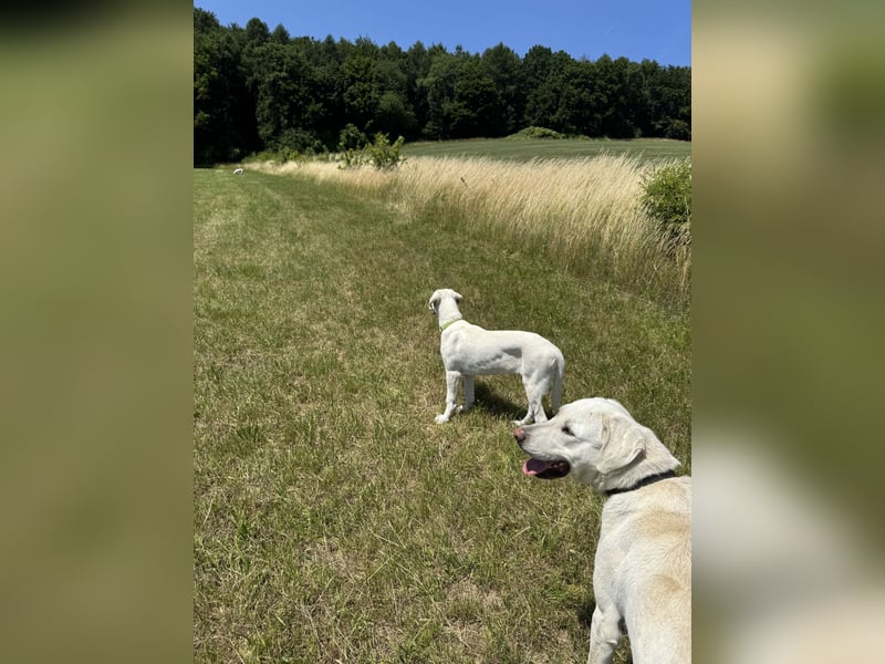 Welpen Akbas Schäferhund
