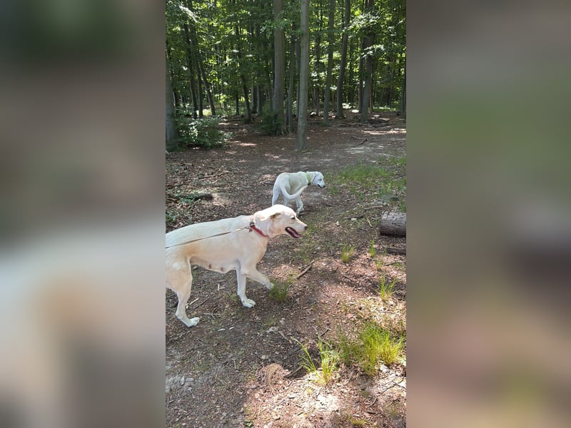 Welpen Akbas Schäferhund