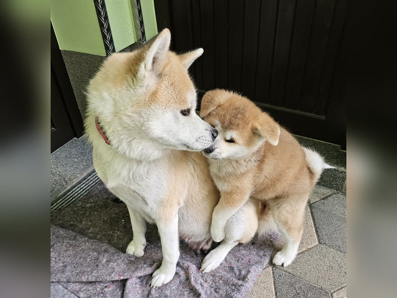 Akita Inu Welpen