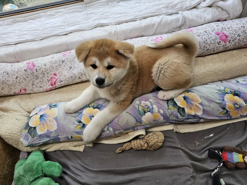 Akita Inu Welpen