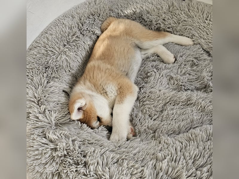 Akita Inu Welpen