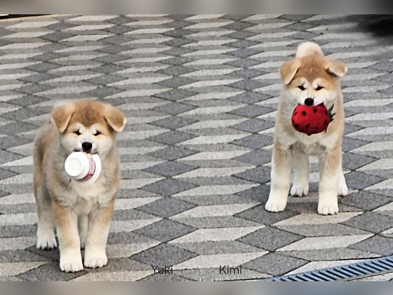 Akita Inu Welpen