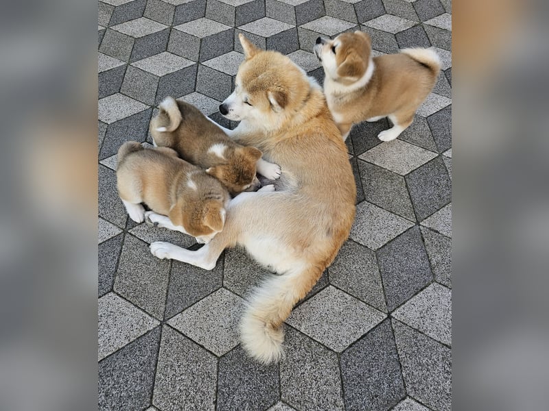 Akita Inu Welpen