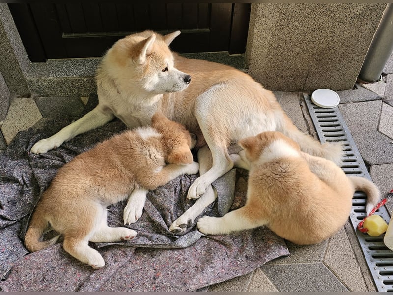 Akita Inu Welpen