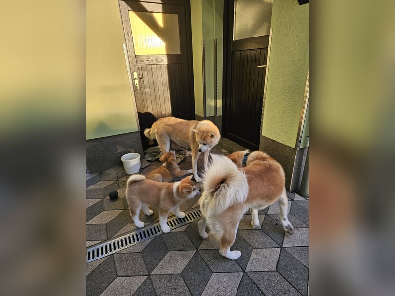 Akita Inu Welpen