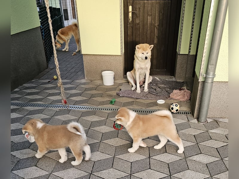 Akita Inu Welpen