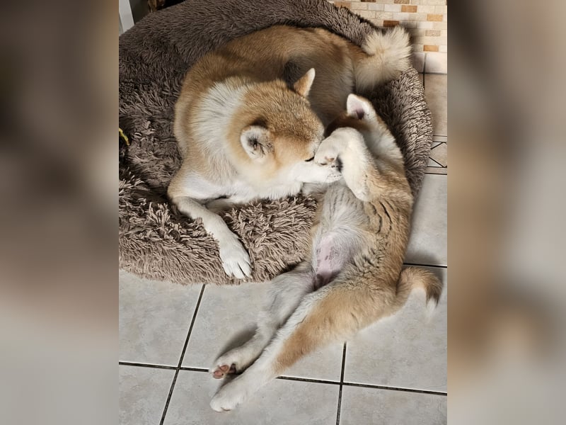 Akita Inu Welpen