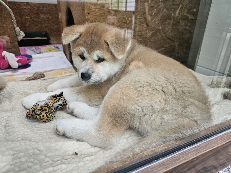 Akita Inu Welpen