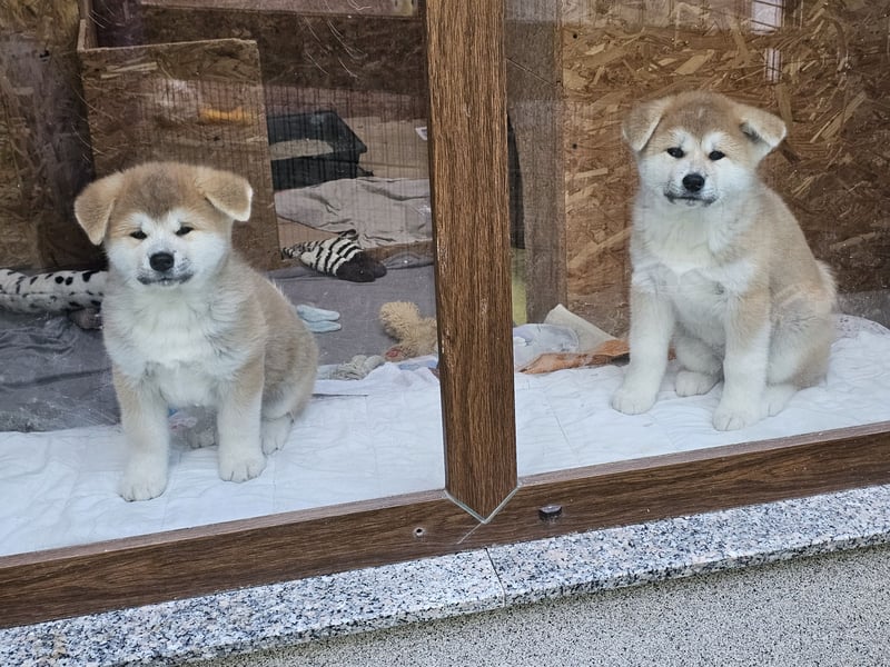 Akita Inu Welpen