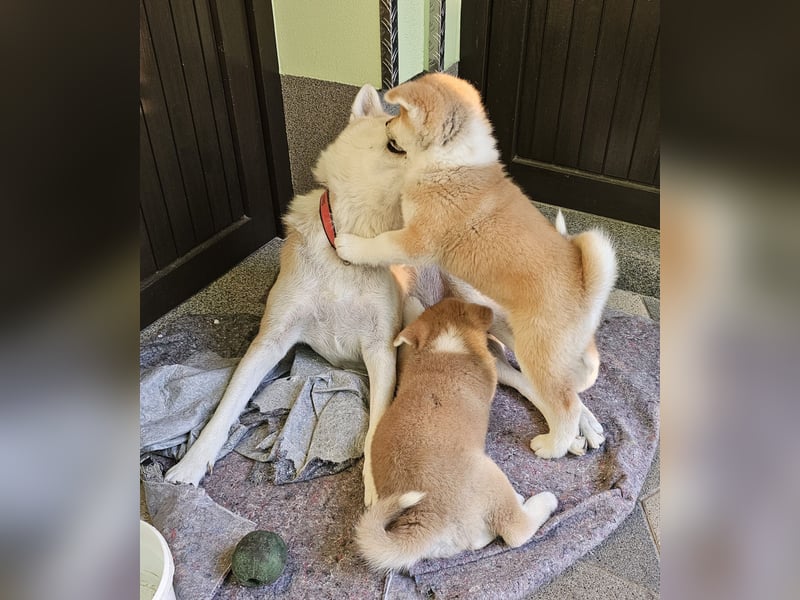 Akita Inu Welpen
